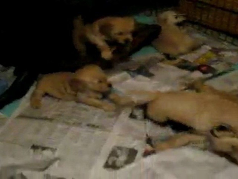 Chiots Golden Retriever 6 semaines - Quart d'heure de folie 3/3