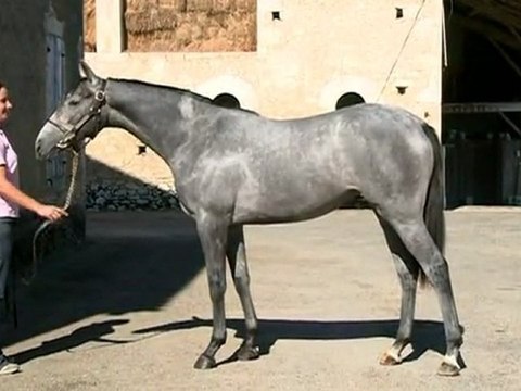 Lot 374 par GREAT JOURNEY et QUEEN DREAM - Haras des Granges