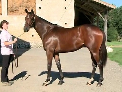 Lot 249 par LION HEART et DIX HUIT - Haras des Granges