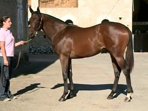 Lot 302 par AZAMOUR et KID SISTER - Haras des Granges