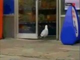 Seagull Looting a London Shop *London 2011 riots*