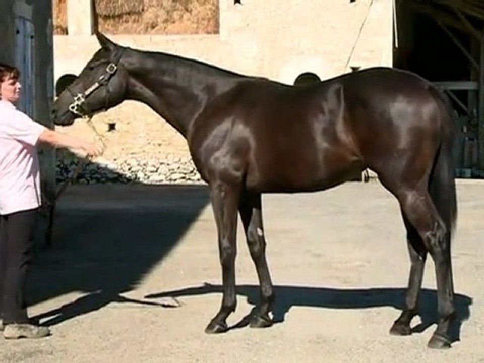 Lot 437 par COUNTRY REEL et WHATDIDYOUCALLME - Haras des Granges