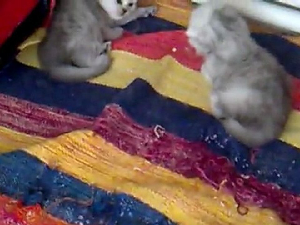 15 günlük chinchilla yavruları