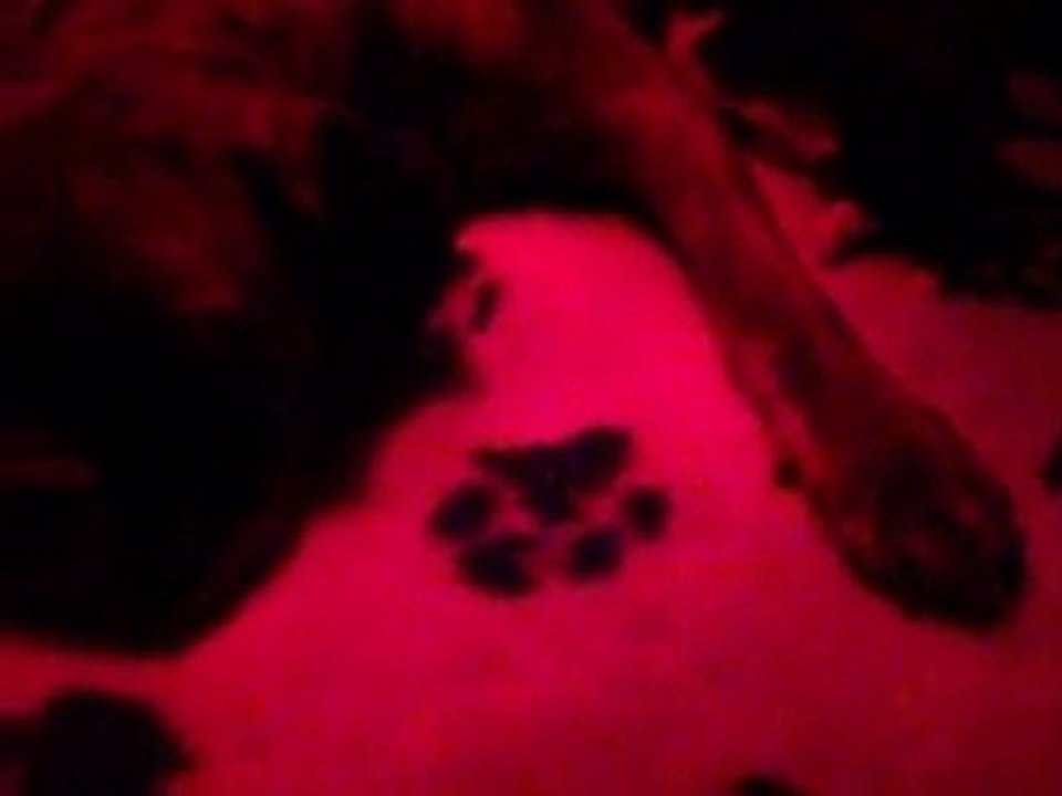 Maman regarde, je marche ! _ Oui, laisse-moi dormir ! à 12 jours. (CHEYENNE de SAINT QUINIS X UCELLO du DOLON / Portée des "G" 2011)