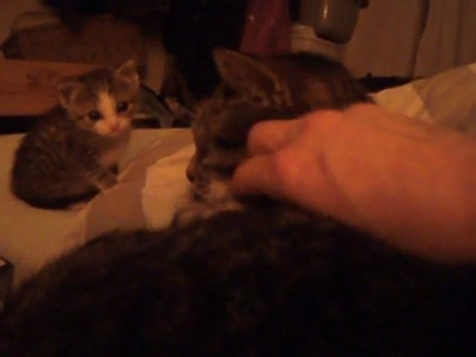 Penzi