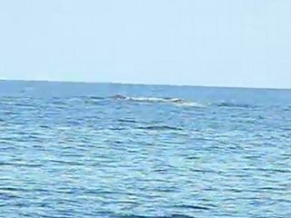 baleine