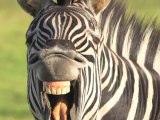 5 Unusual Facts About Zebras