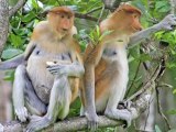 Fun Facts About Proboscis Monkeys