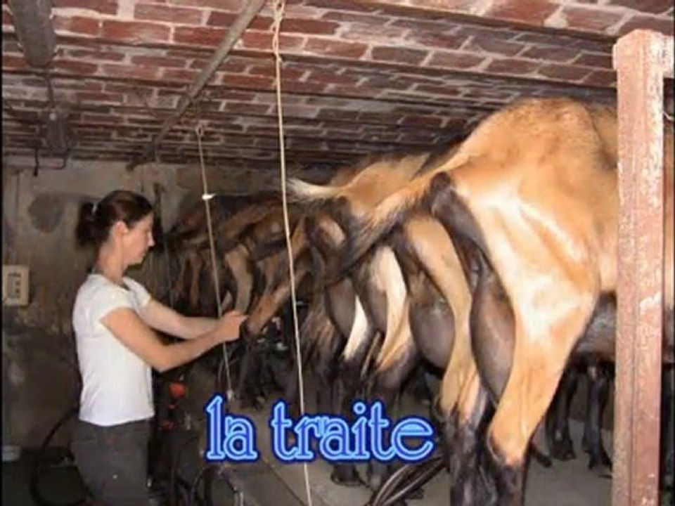 Traite de Chevres avant la fabrication de fromage AOC Charolais