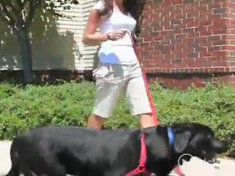 The Carriage Homes at Wyndham Apartments in Glen Allen, ...