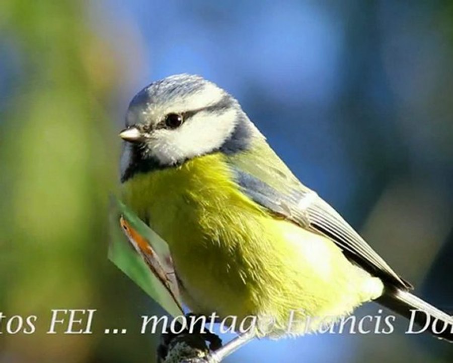 chants d'oiseaux