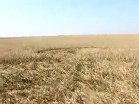 В Липецкой области круги на полях/UFO(strangeworlds.at.ua)
