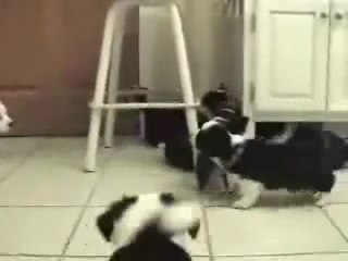 Dogs Attacks Cat (SD)