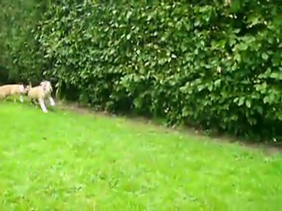 VIDEO DU 12.08.2011 DES 3 MALES DISPOS ...