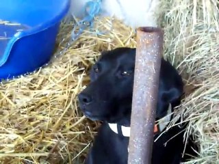 Nala mange des mouches...