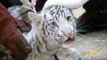 Zoo de Maubeuge : Les bébés tigres vaccinés et prêts à sortir dans l'enclos