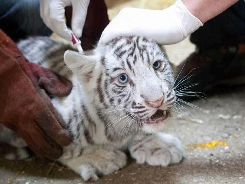 Zoo de Maubeuge : Les bébés tigres vaccinés et prêts à sortir dans l'enclos