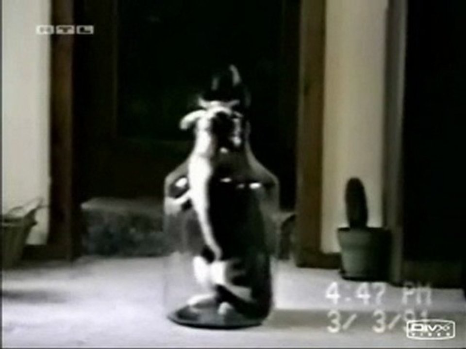 SUPER CHAT! il faut le voir pour le croire