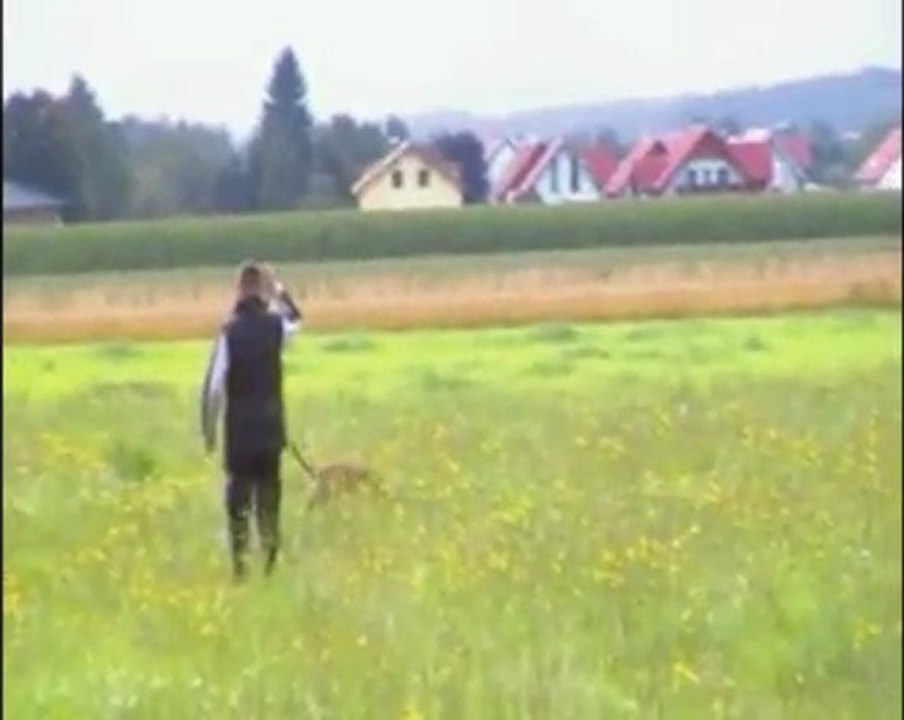 Chester-IPO1-Juli-2011-Fährte