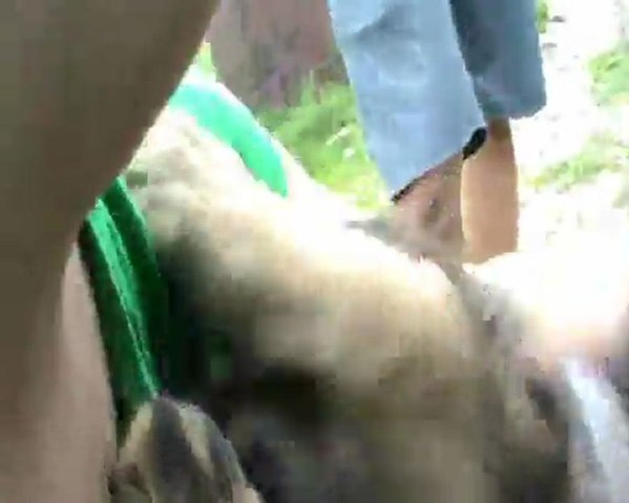 Kennel de l’Orée des Sapins, France