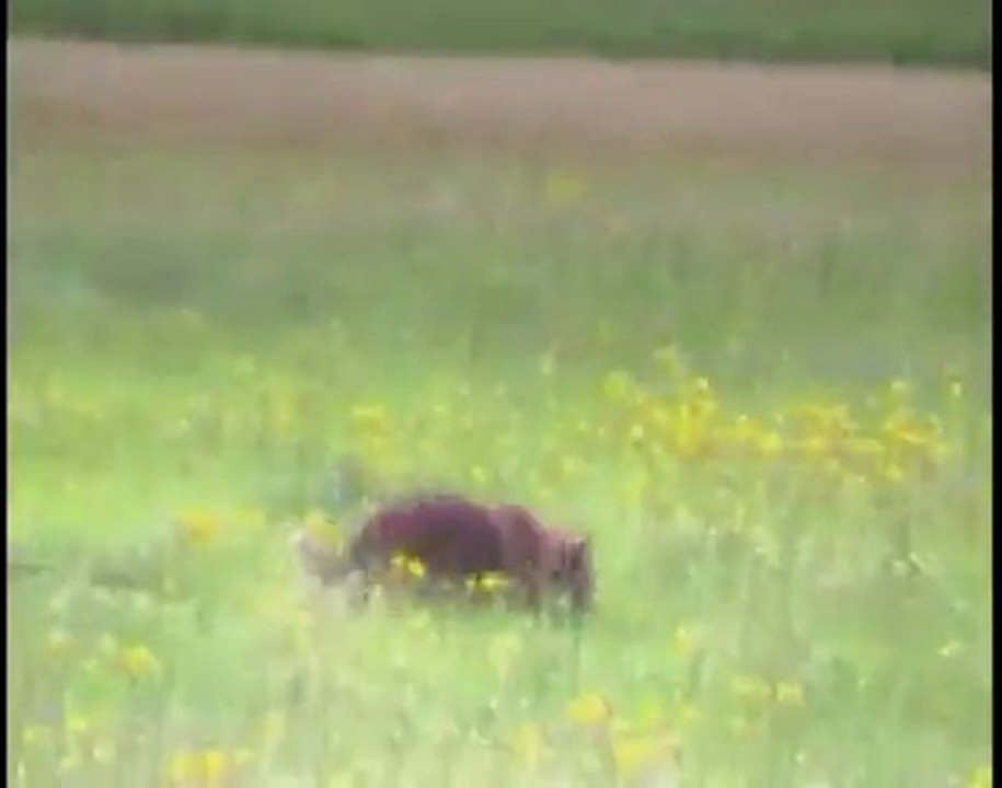 Cassandre-IPO2-Juli-2011-Fährte