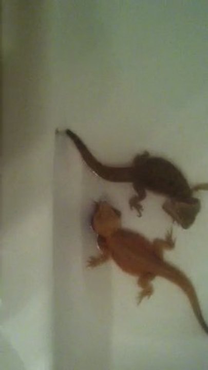 pogona au bain