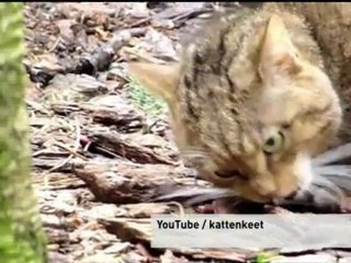 Warning of extinction threat to British wildlife