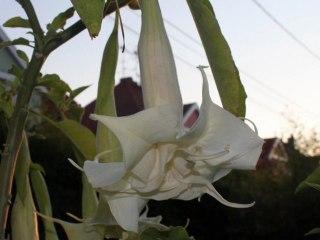 mon jardin juillet 2011