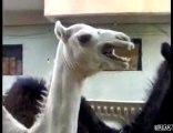 Ticklish camel
