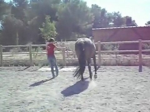 Parcours d'Equifeel Elo