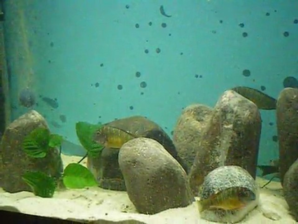 DSCF4135