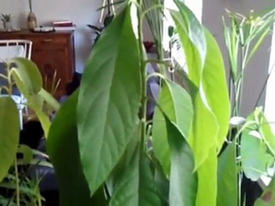 Arroser les plantes du 42 pendant les vacances.