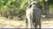 Sri-Lanka : première étude nationale sur les éléphants
