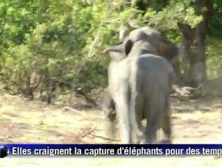 Sri-Lanka : première étude nationale sur les éléphants