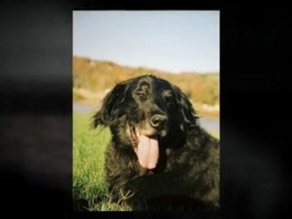 Free Veterinarian Exam - Free Pet Exam | Fayetteville, AR