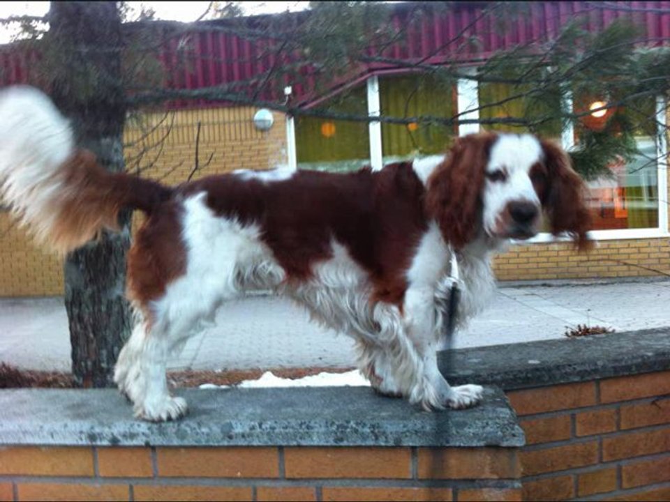 Bosse memoriam