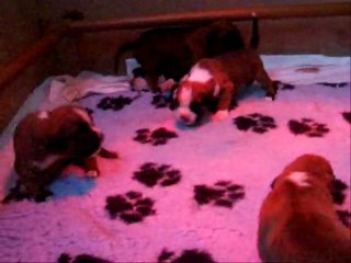 La 'tite tribu, 2011-08-12 (CHEYENNE de SAINT QUINIS X UCELLO du DOLON / Portée des "G" 2011)