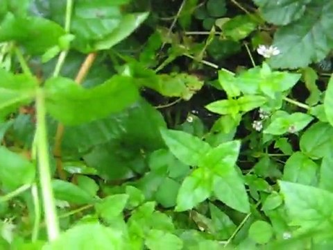 identification de plantes sauvages n°3