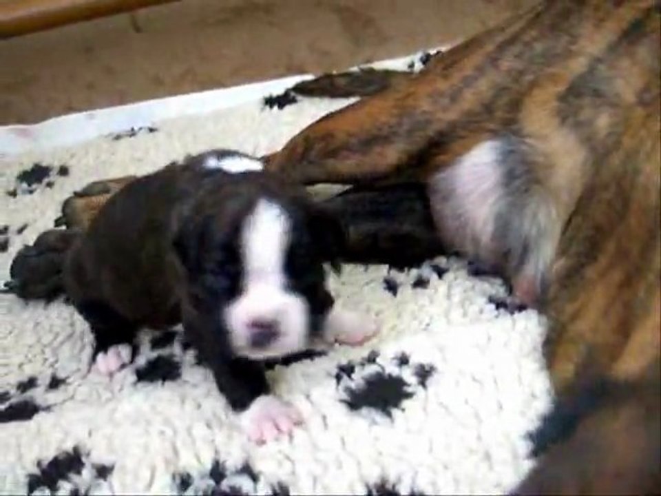 'tit entraînement matinal, 2011-08-13 (CHEYENNE de SAINT QUINIS X UCELLO du DOLON / Portée des "G" 2011)