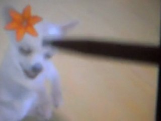 Nintedogs tours de mon chien