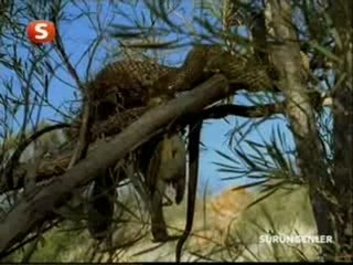 yılan av izle guncelyayin