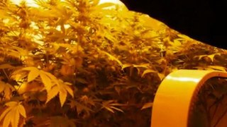 EPISODE 3 PARADISE SEEDS SENSI STAR HYDRo WEED GROWING DNA GENETICS ROCK LOCK BUDS HUGE BIG