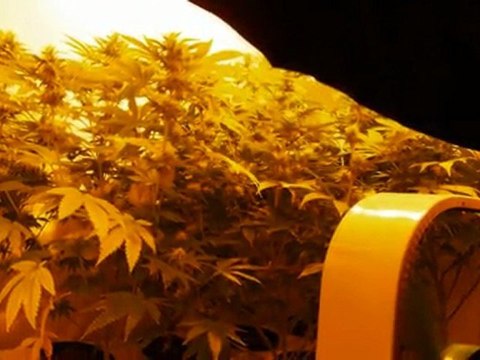 EPISODE 3 PARADISE SEEDS SENSI STAR HYDRo WEED GROWING DNA GENETICS ROCK LOCK BUDS HUGE BIG