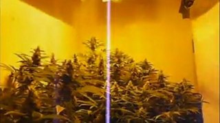 EPISODE 5 DNA GENETICS ROCK LOCK HYDRO WEED GROW BUD PARADISE SEEDS SENSI STAR BUDS HUGE BIG