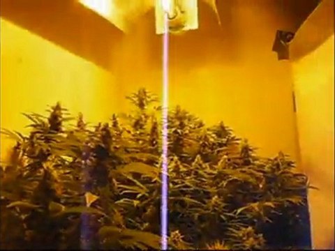 EPISODE 5 DNA GENETICS ROCK LOCK HYDRO WEED GROW BUD PARADISE SEEDS SENSI STAR BUDS HUGE BIG