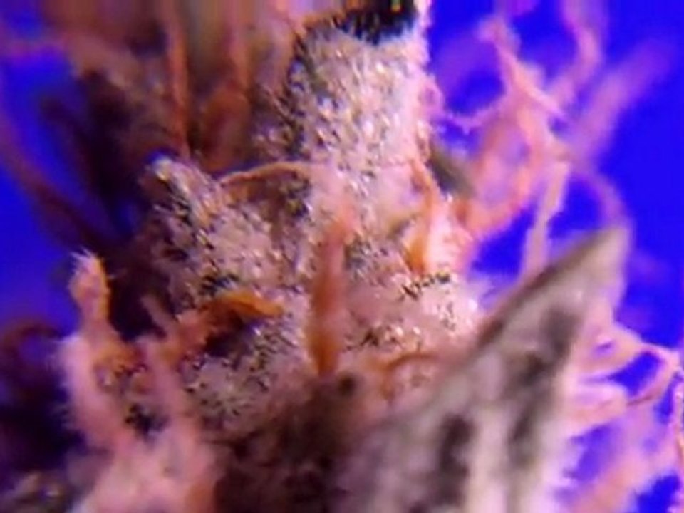 EPISODE 8 PARADISE SEEDS SENSI STAR HD HYDROPONIC HYDRO WEED GROW 720p BUDs
