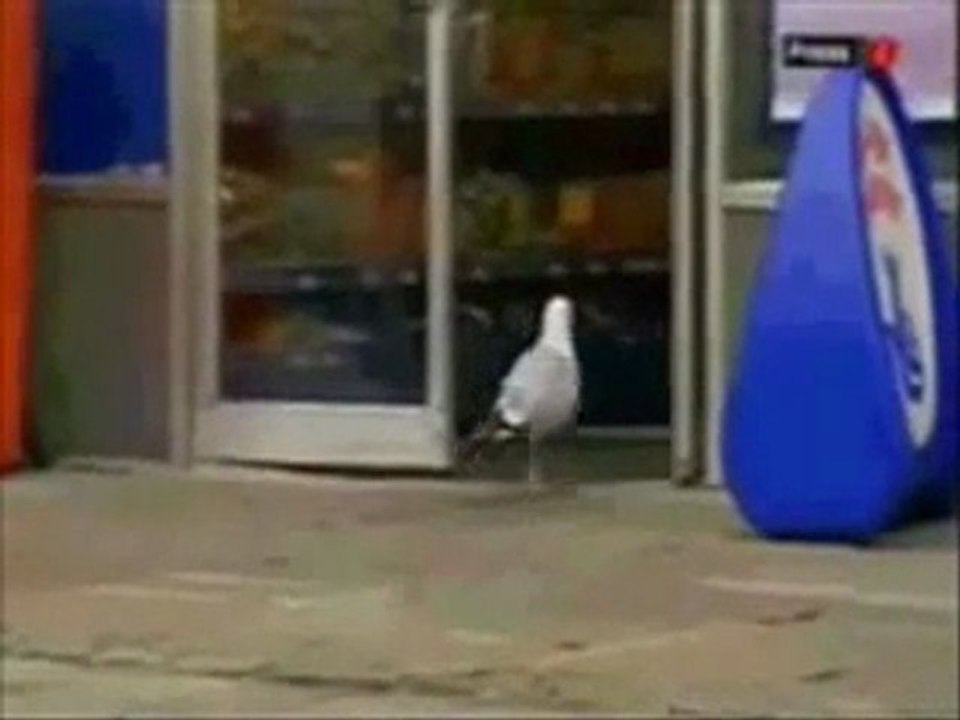 Seagull Looting a London Store