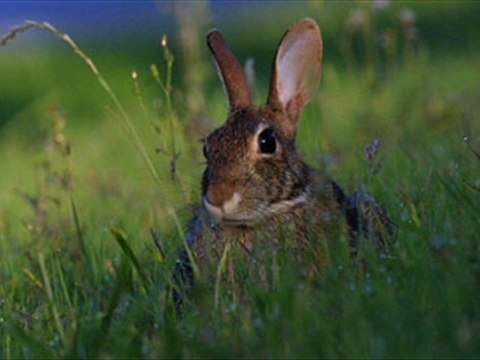 Imsewweq yufan awtul ( par Hamid Aït Melloul)