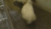 sheep_crash