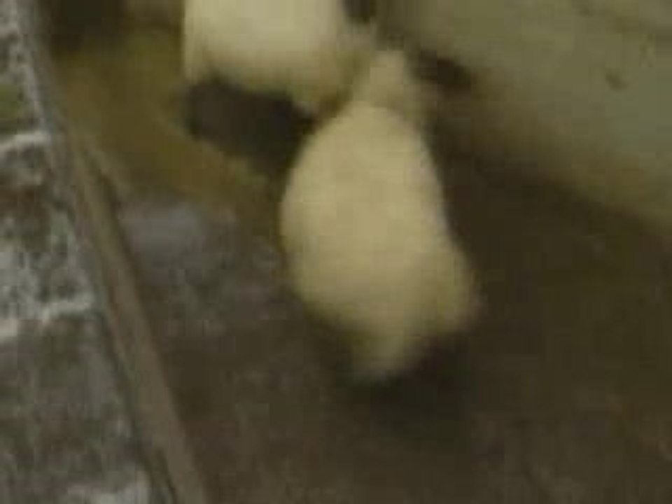 sheep_crash